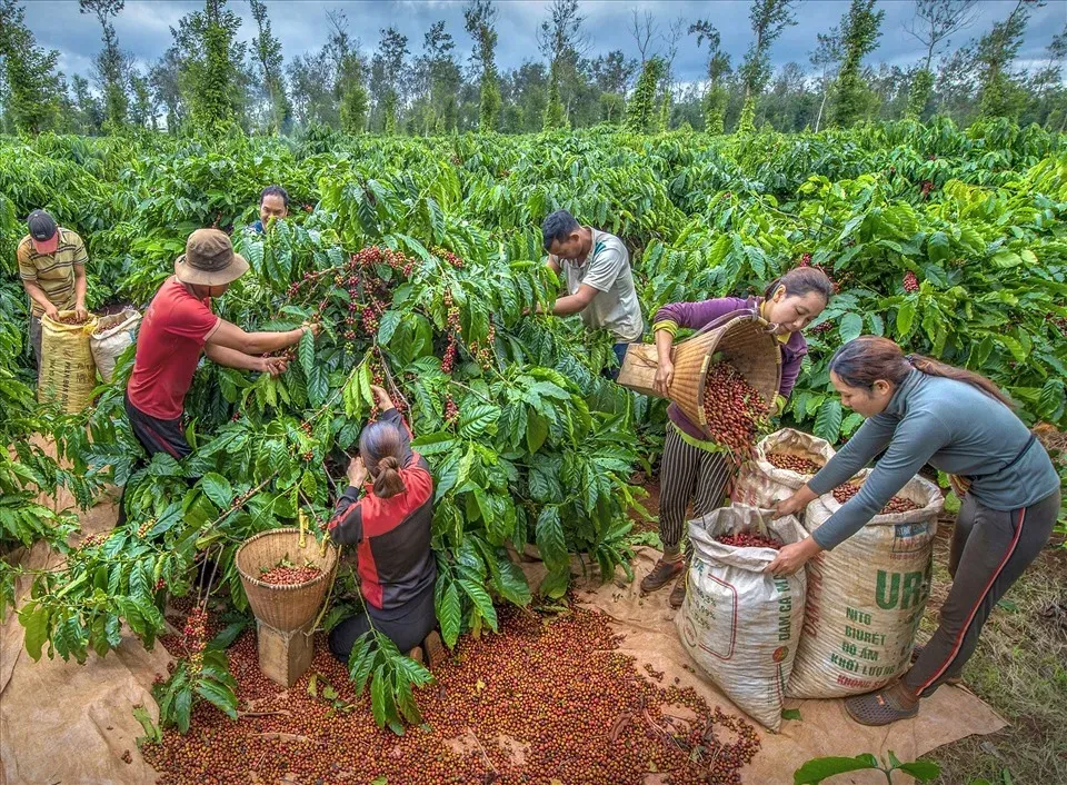 Xuất khẩu cà phê Việt và những nỗi lo