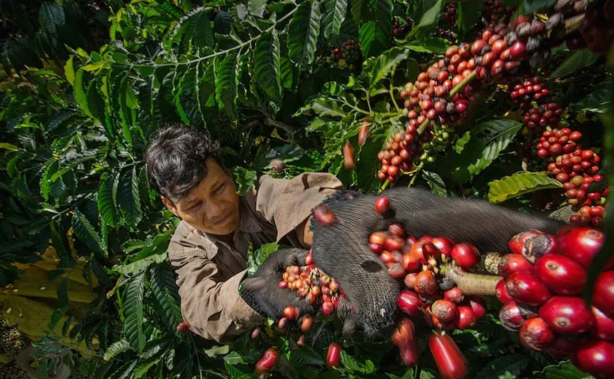 Giá cà phê Robusta tăng quá nhanh chưa chắc đã tốt